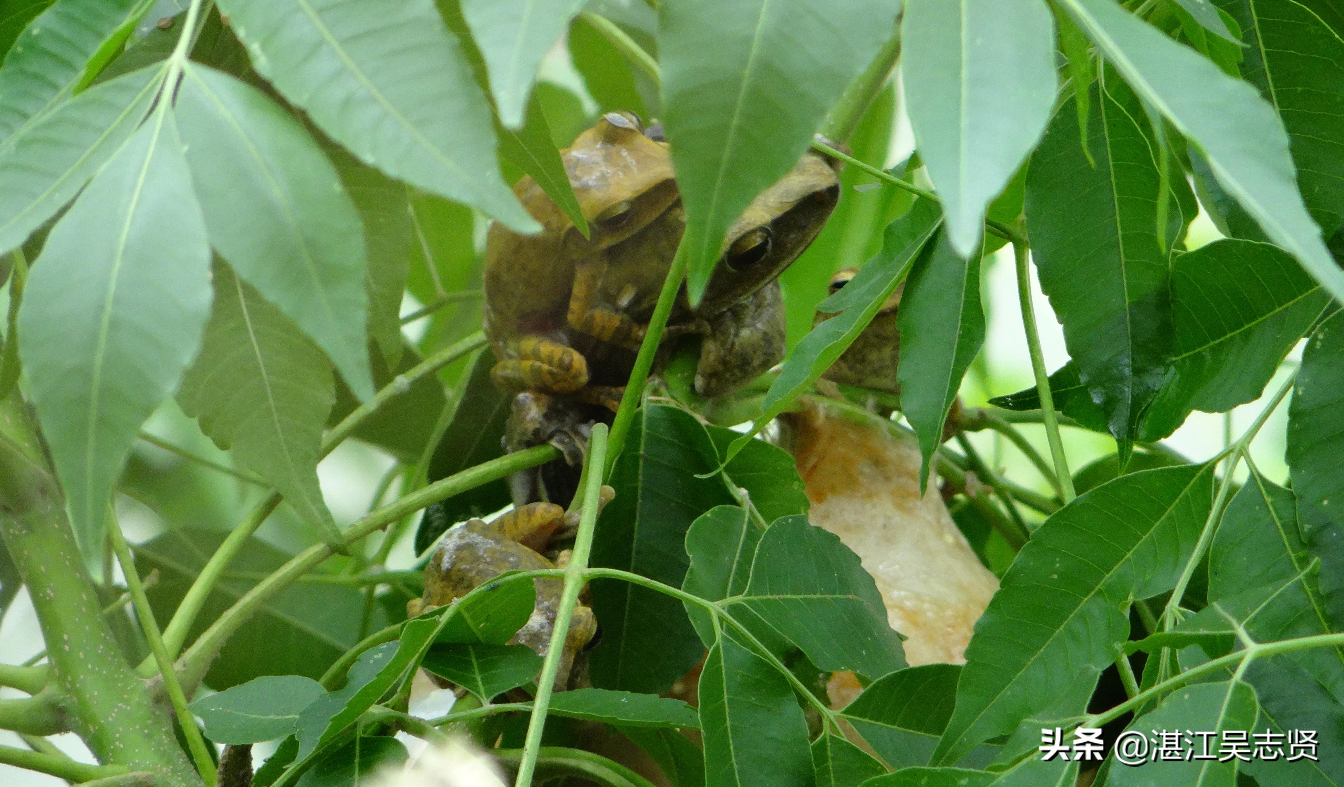 林蛙繁衍方式,什么蛙在树上繁殖