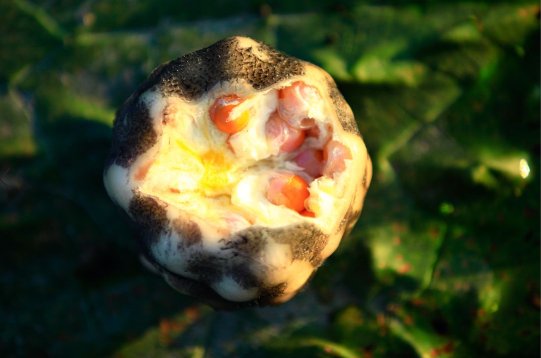 这“八仙”里，藏着最地道的江南味道