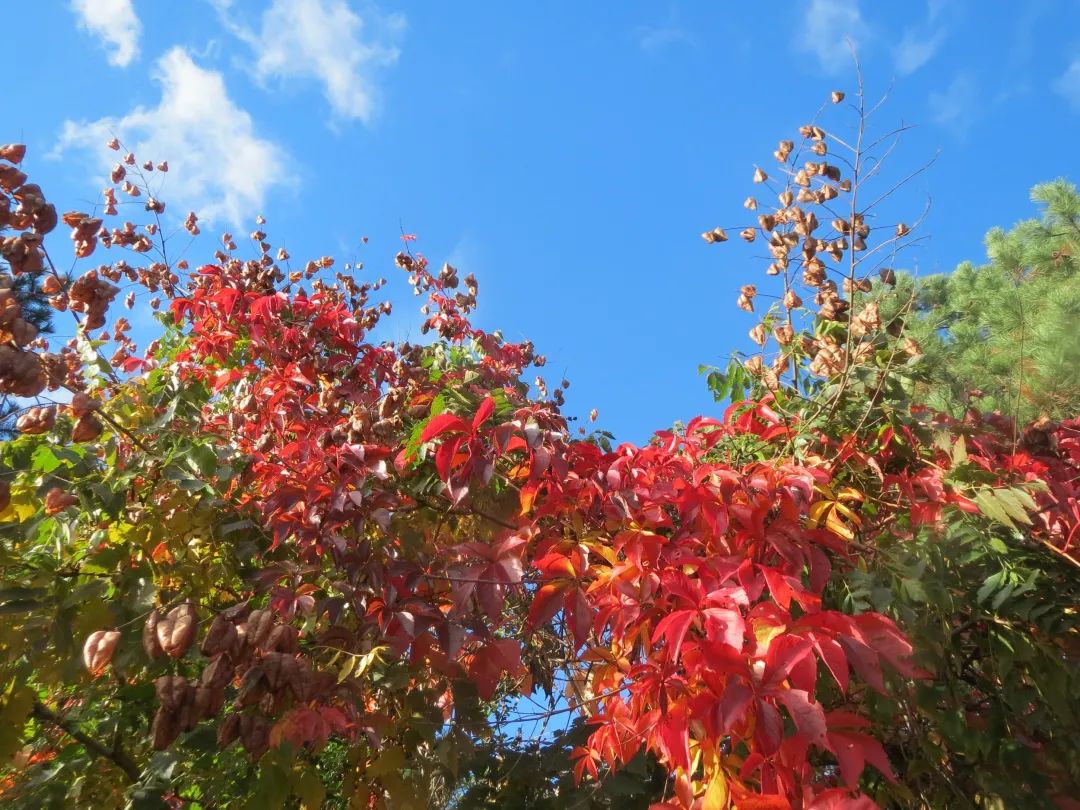 爬山虎的脚课文的优美词汇,爬山虎的脚是几年级课文