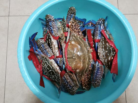 廉江龙营钓鱼视频,湛江市遂溪草潭码头钓鱼视频