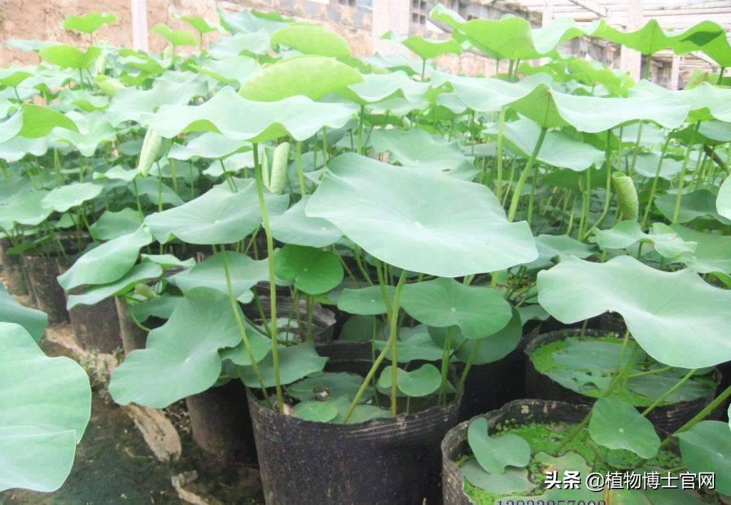 用种子怎么播种荷花,荷花从种子到开花要多长时间