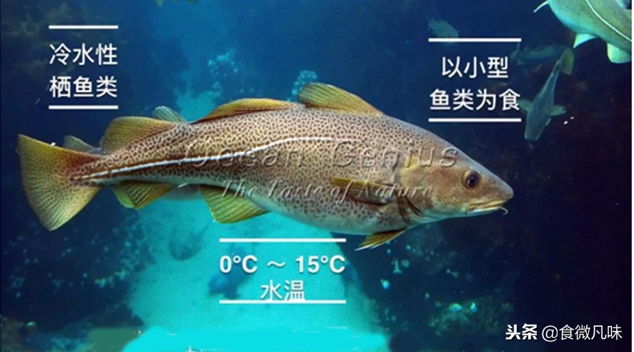 鳕鱼胶的正确用法,深入浅出基础篇