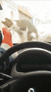 59块钱两双鞋子,55元两双鞋