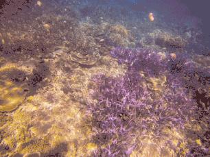 马来西亚适合游玩的岛,马来西亚阳光大海