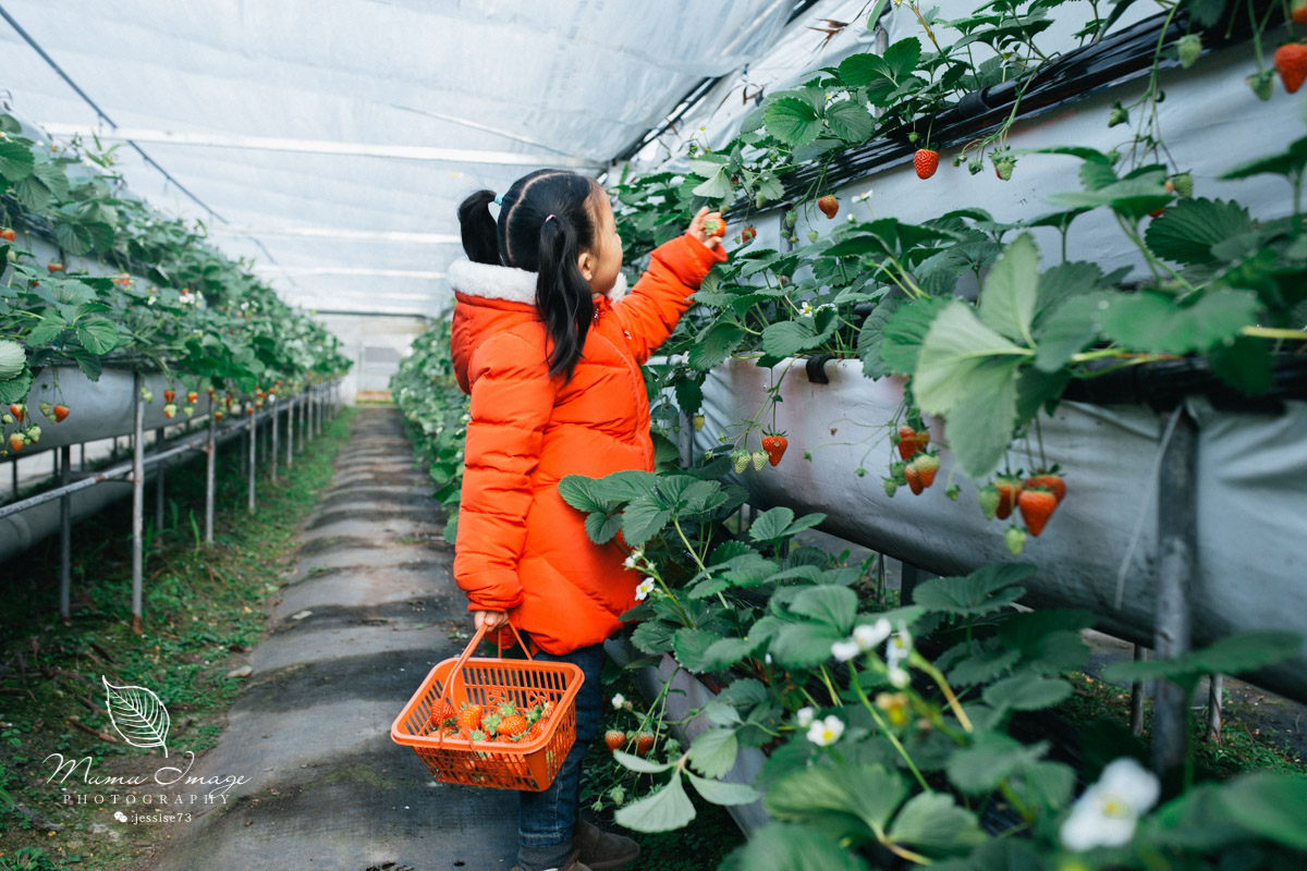 几百亩草莓采摘基地，无销售，不够卖，老板：绿色天然无公害