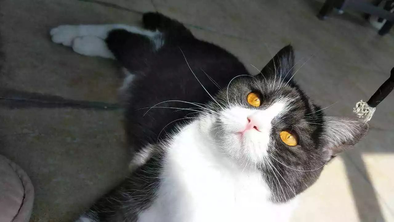 猫咪湿疹症状表现,猫咪湿疹会不会有白屑