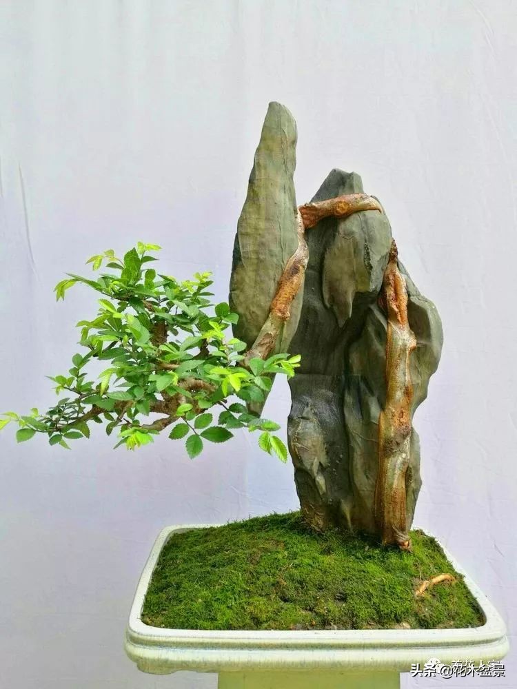 从盆景小白到终身爱好,初学者养盆景少走坑