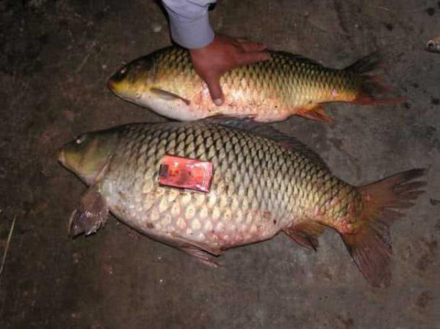 鲤鱼怎么做肉质劲道,钓鱼人喜欢鲤鱼吗