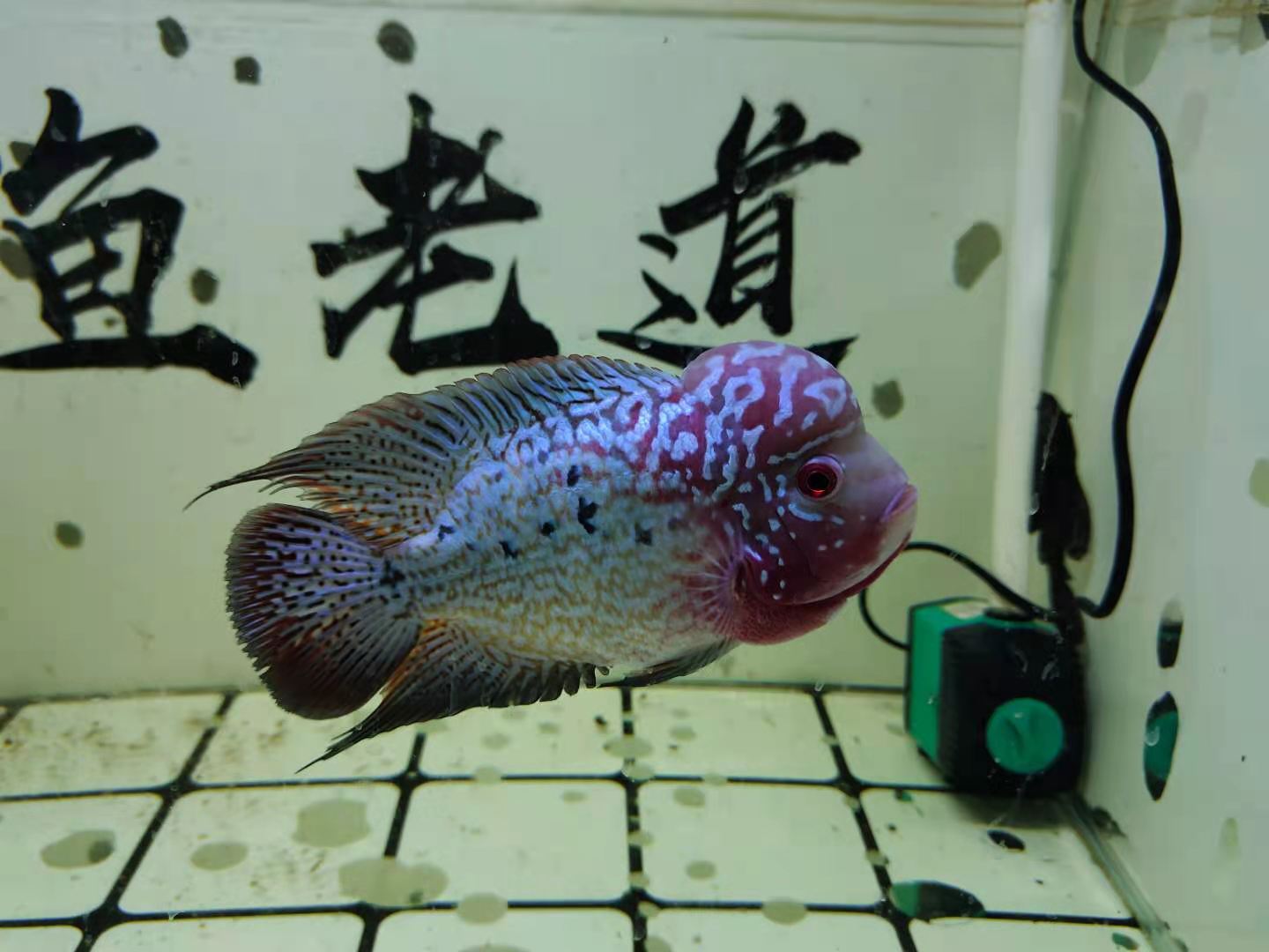 观赏鱼的消炎药有哪些,观赏鱼消炎药