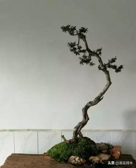 瓜子黄杨珍珠黄杨雀舌黄杨哪种好,黄杨雀舌和黑珍珠区别