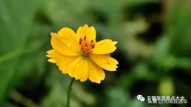 无锡哪里有看花海的景点,无锡秋季花海旅游景点