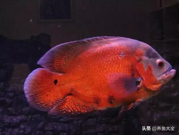 教你识鱼,地图鱼辨别