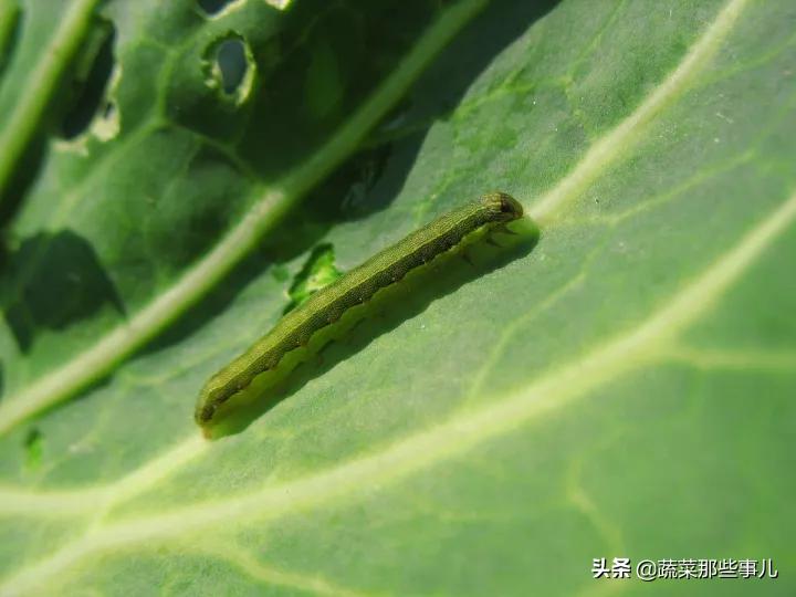 喷洒蔬菜害虫用什么农药,夏季叶菜常发生的虫害