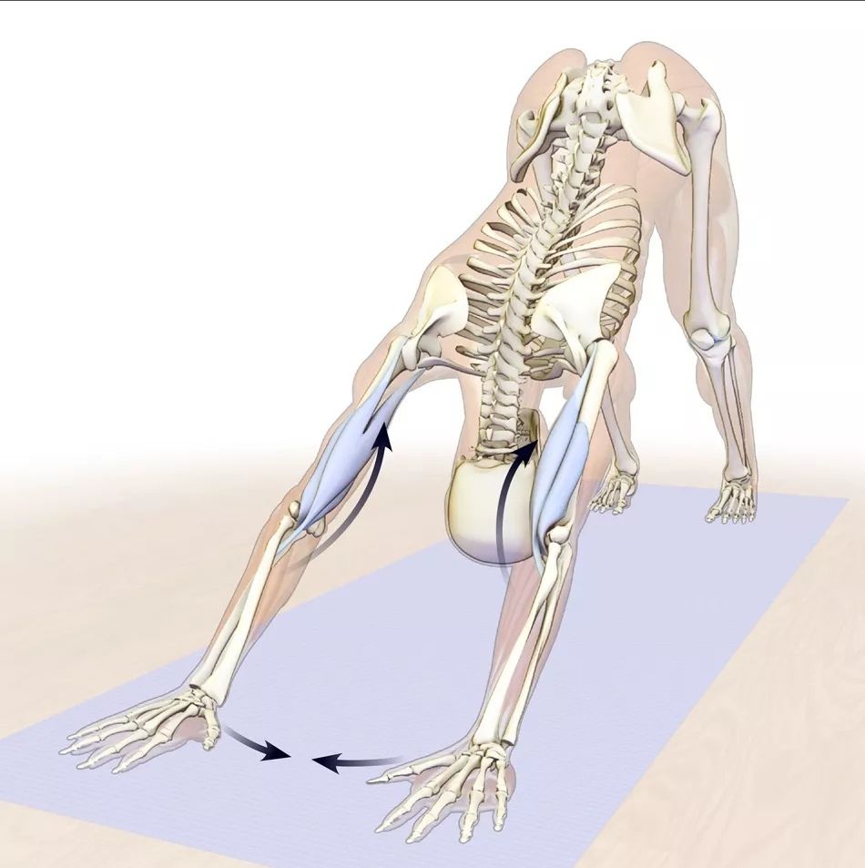 瑜伽下犬式正确教学视频,瑜伽下犬式的正确做法