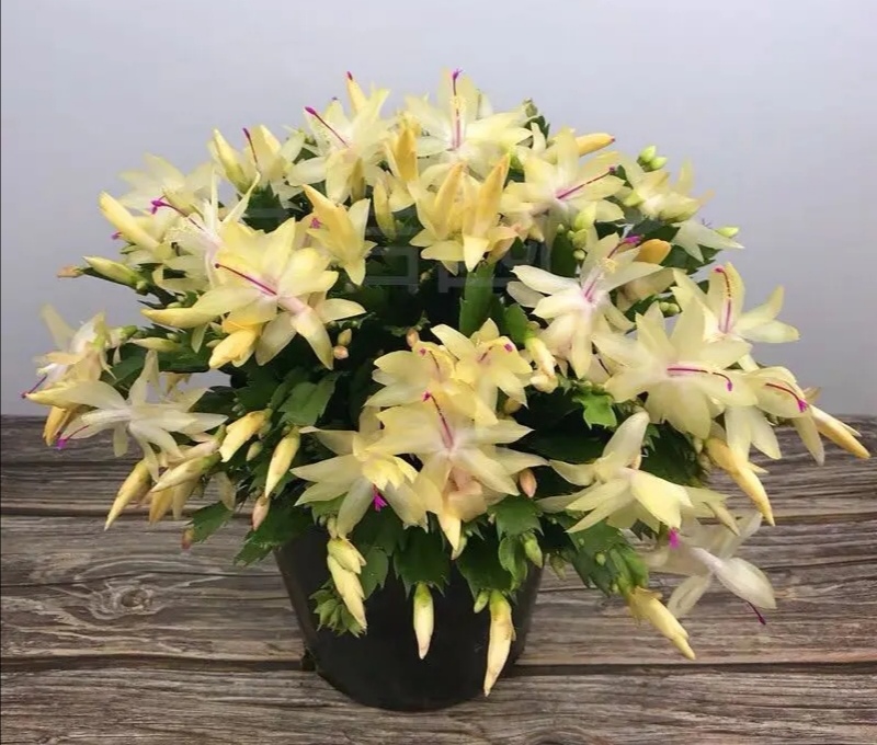 这“38种花”，当你开始收集品种时，你已入坑颇深