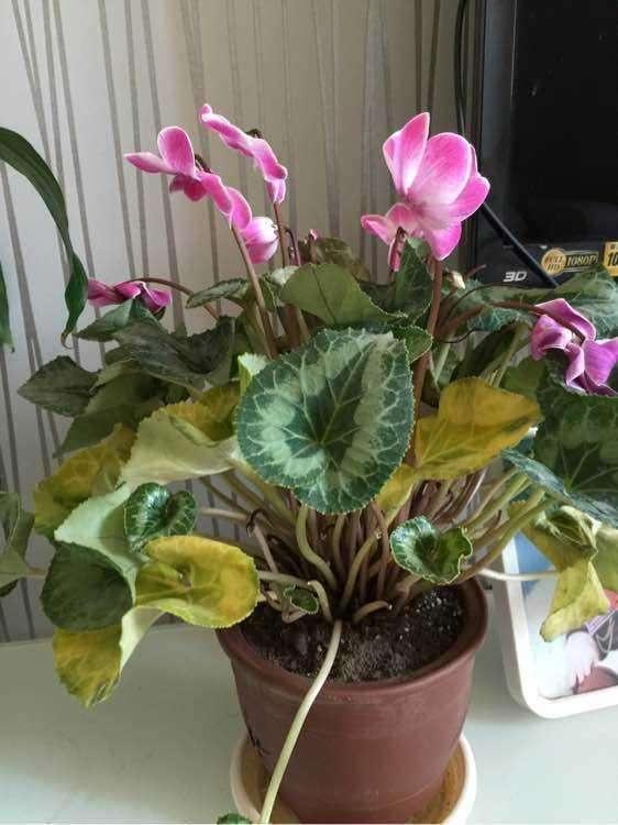 养仙客来怎么浇水,夏季仙客来浇水后叶子打蔫怎么办