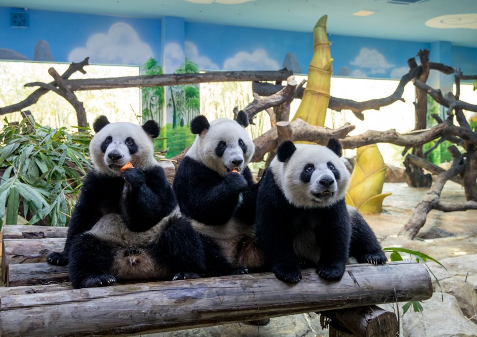 长隆野生动物世界需要几个小时,长隆野生动物园最优攻略