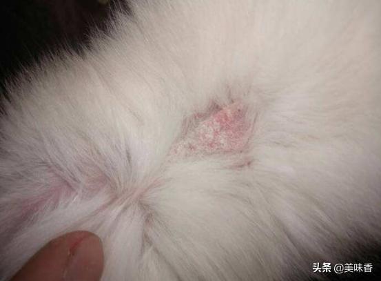 绵羊脱毛掉毛吃毛怎么回事,绵羊脱毛最好的治疗方法