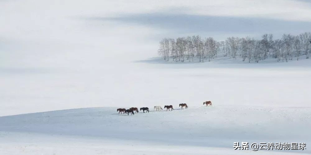 必备的马术知识,马术能不能速成