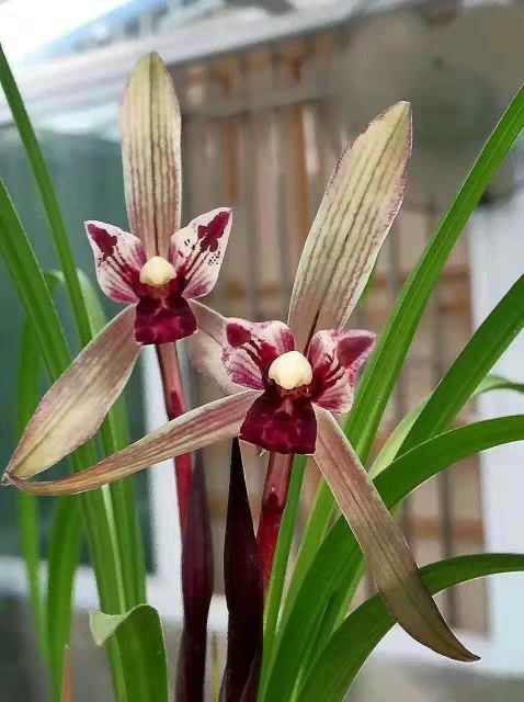 四川与贵州交界之地下山的一颗春兰红素三星，后来成为传世极品