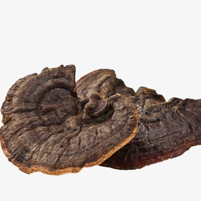 灵芝是草药还是中药,灵芝是植物还是菌类