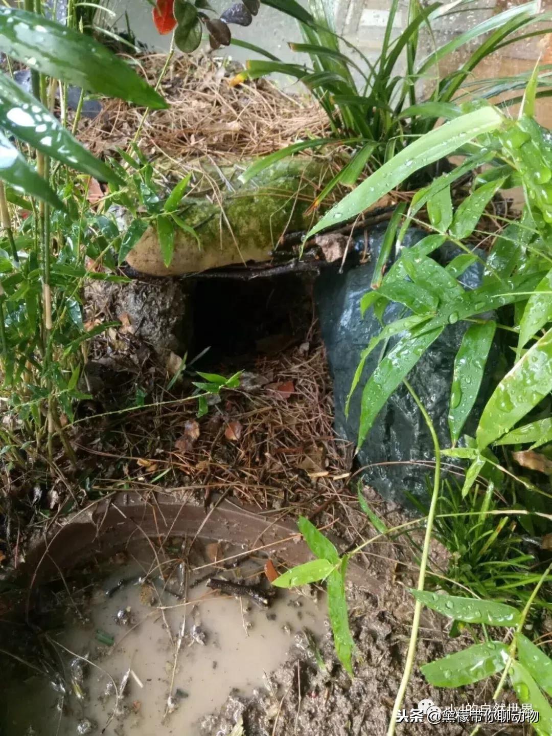 丛林造景黄缘龟池设计图大全,龟宝宝黄缘龟生态缸造景教程