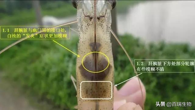 怎样让对虾顺利转肝,对虾转肝期管理要点