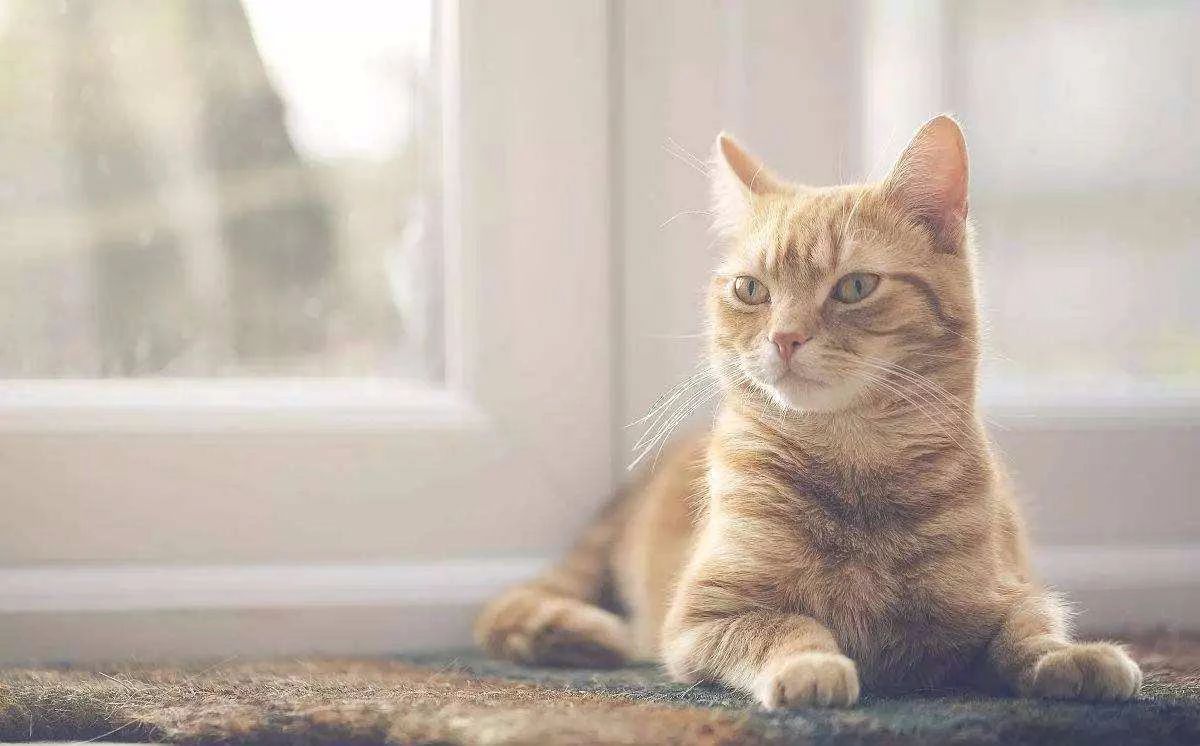 家猫是从哪个国家开始驯化的,欧洲猫起源于什么猫