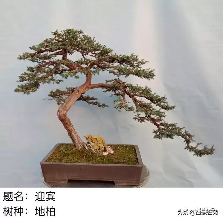 山东盆景艺术大师王桂华,金艳盆景精品欣赏