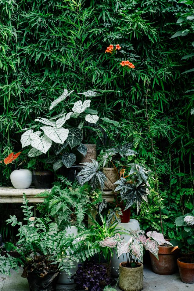 老实说，哥哥们爱起花草来，更疯狂