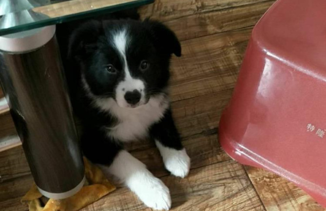 边牧为啥不是禁养犬,边牧属于禁止养犬吗