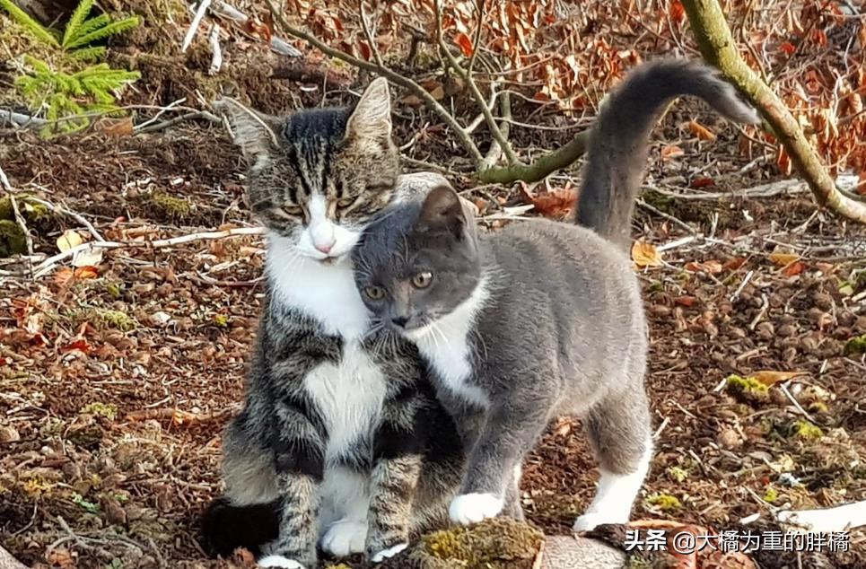 猫咪露出光滑的红色皮肤,猫咪露出一边獠牙