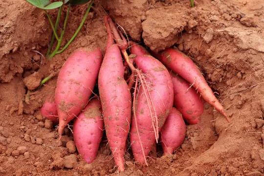 红薯光长秧不结瓜咋办,红薯为什么光长秧不结果