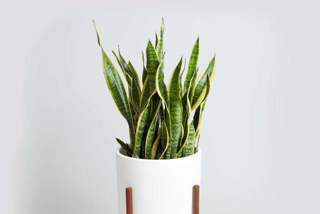 新装修的房子什么植物可以去甲醛,什么植物吸甲醛还能放在房间里面