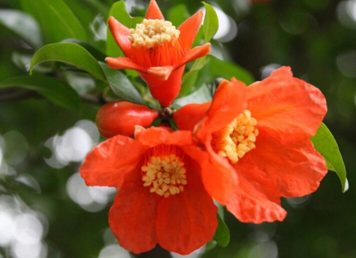 盆栽石榴树什么品种是甜的,石榴树带果实能用水培繁殖