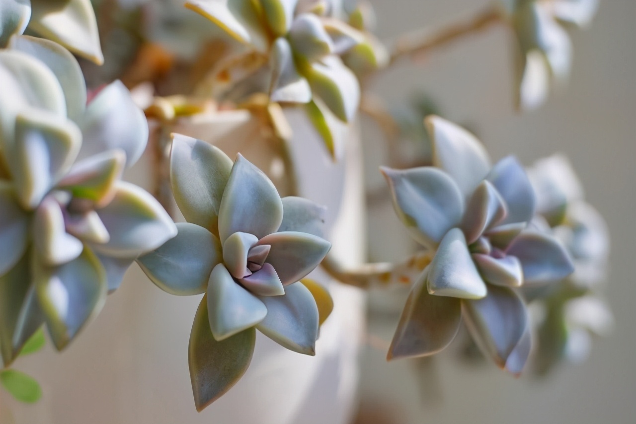 耐热多肉品种大全图片,夏季好养的多肉品种大全