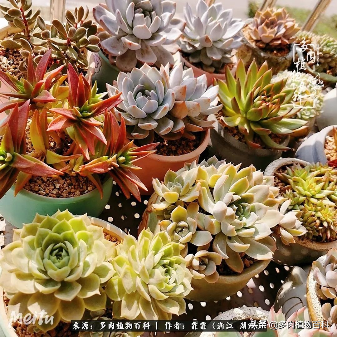 包邮区多肉度夏养护心得,阳台党养多肉怎么度夏