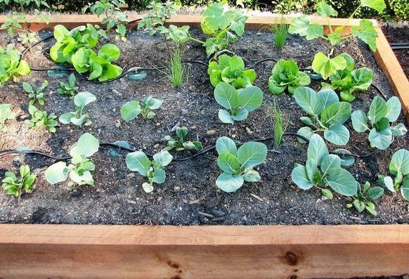 养花的土怎么才能改善酸性土壤,想要土壤疏松透气加什么