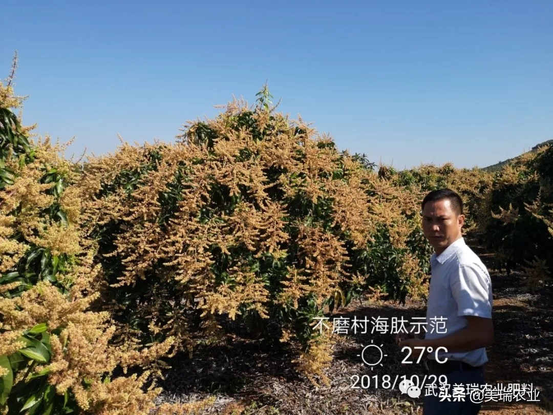 芒果催花药配方及技巧,天气冷了芒果怎么催花