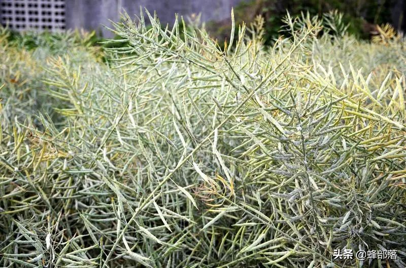 蜜源充足蜜蜂不出勤,新蜂王不产卵蜂脾全上蜜了