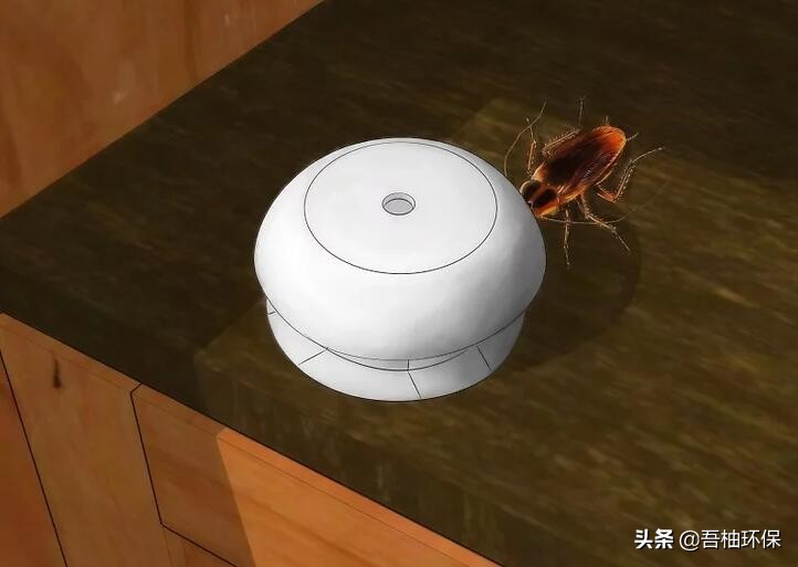 家里蟑螂快速消灭法,家里蟑螂太多怎么消灭小妙招