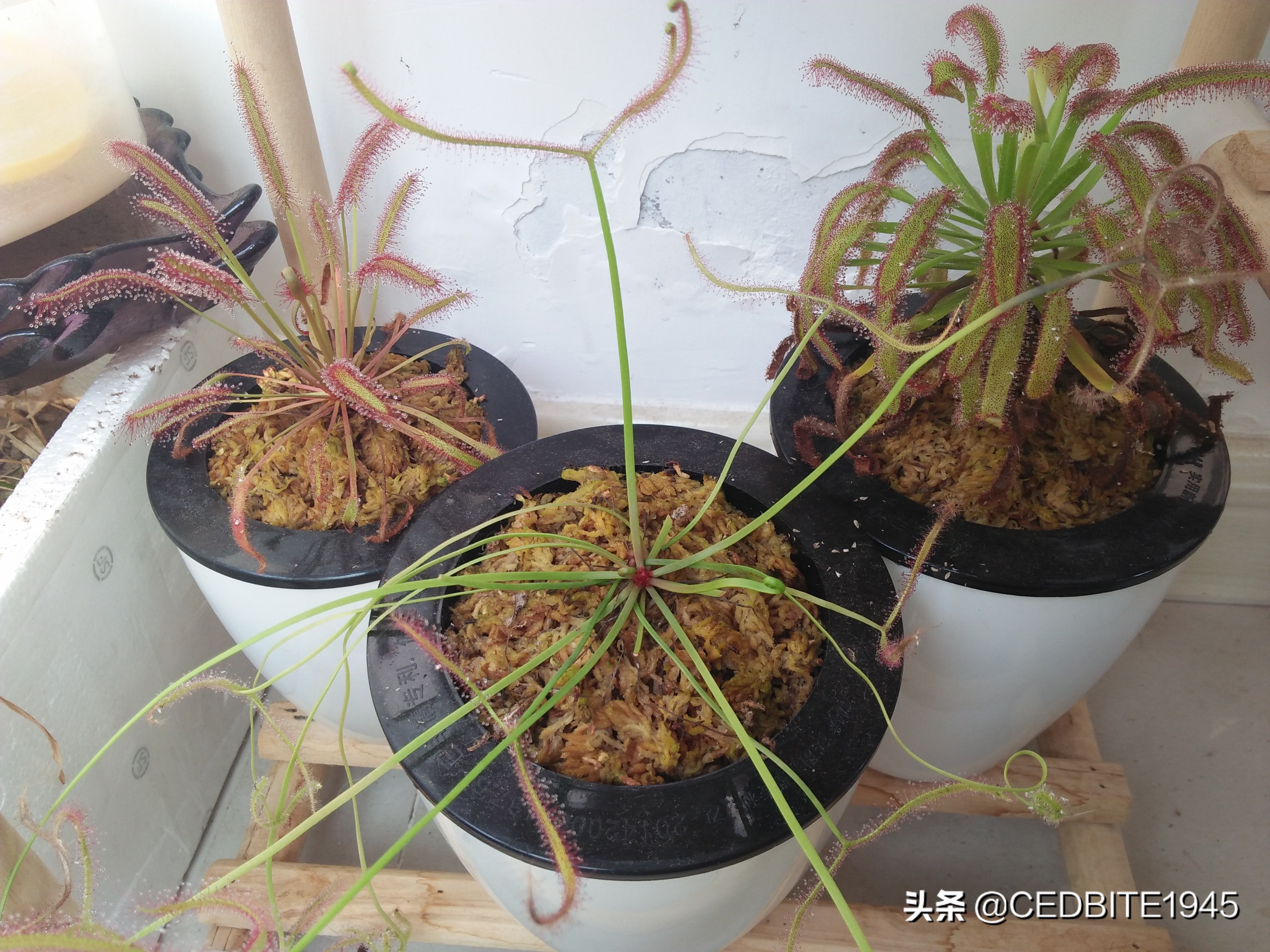 捕虫效率最高的食虫植物——茅膏菜种植攻略