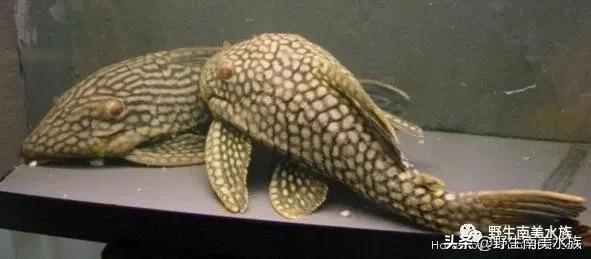 钻石皇冠豹鱼,每天认识一条鱼