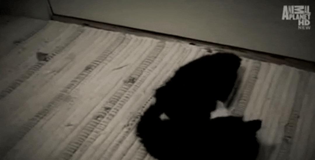 猫为什么总凶别人,猫为什么凶新来家的小猫