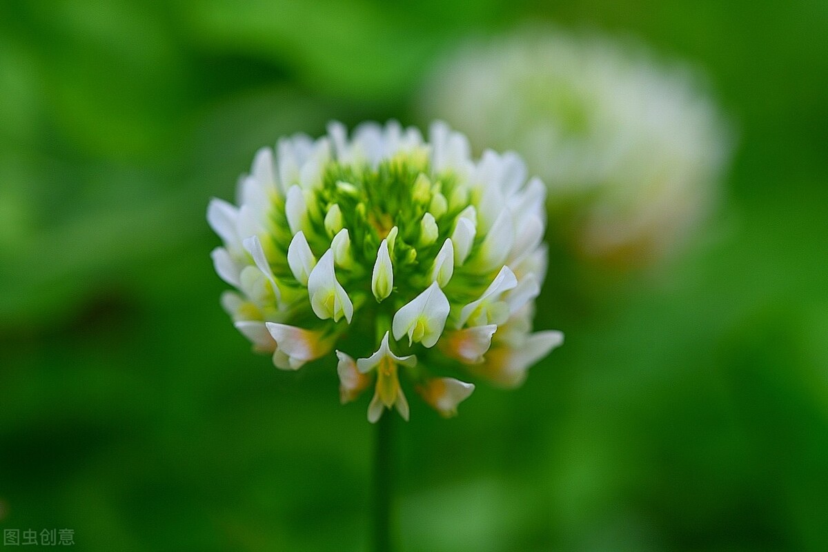 100种常见园林图鉴,列举20类不同的园林花卉