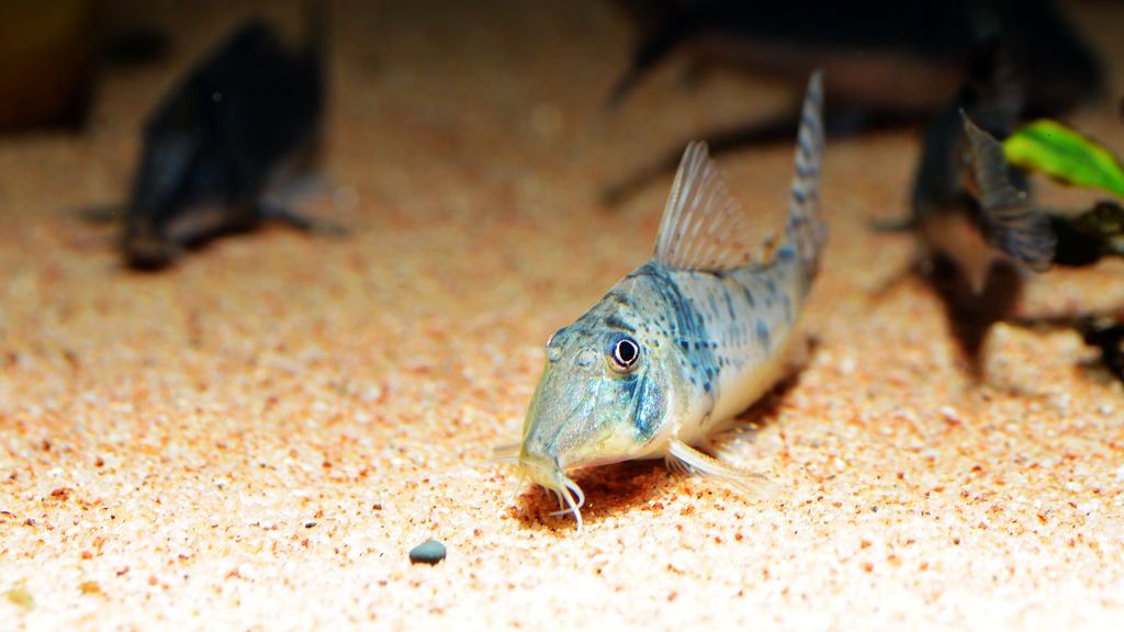 养鼠经验总结,鼠鱼的养殖方法和注意事项