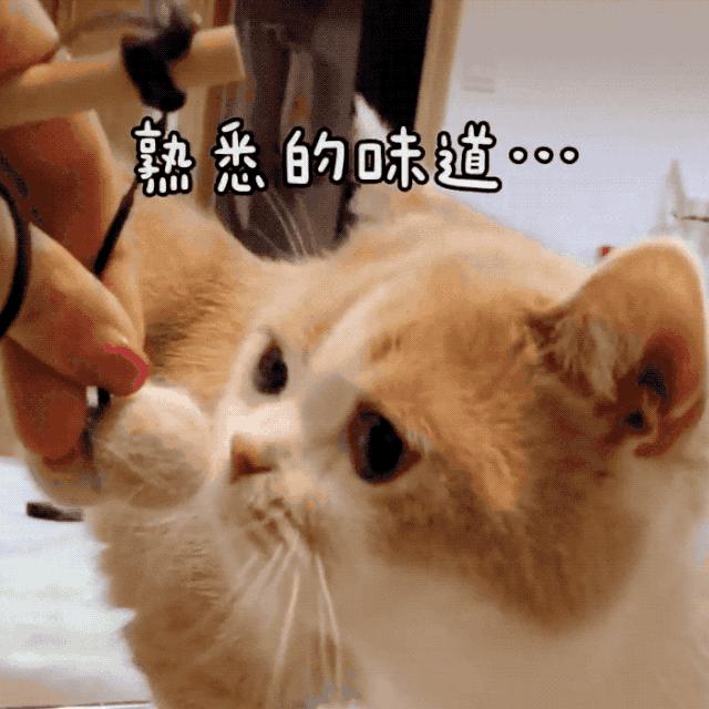 网友晒出5颗巨型毛球，救命！我快要窒息了