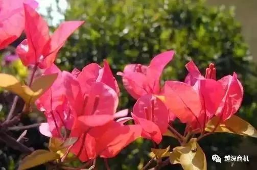 中国各大城市市花介绍,全国56市市花太美了的视频