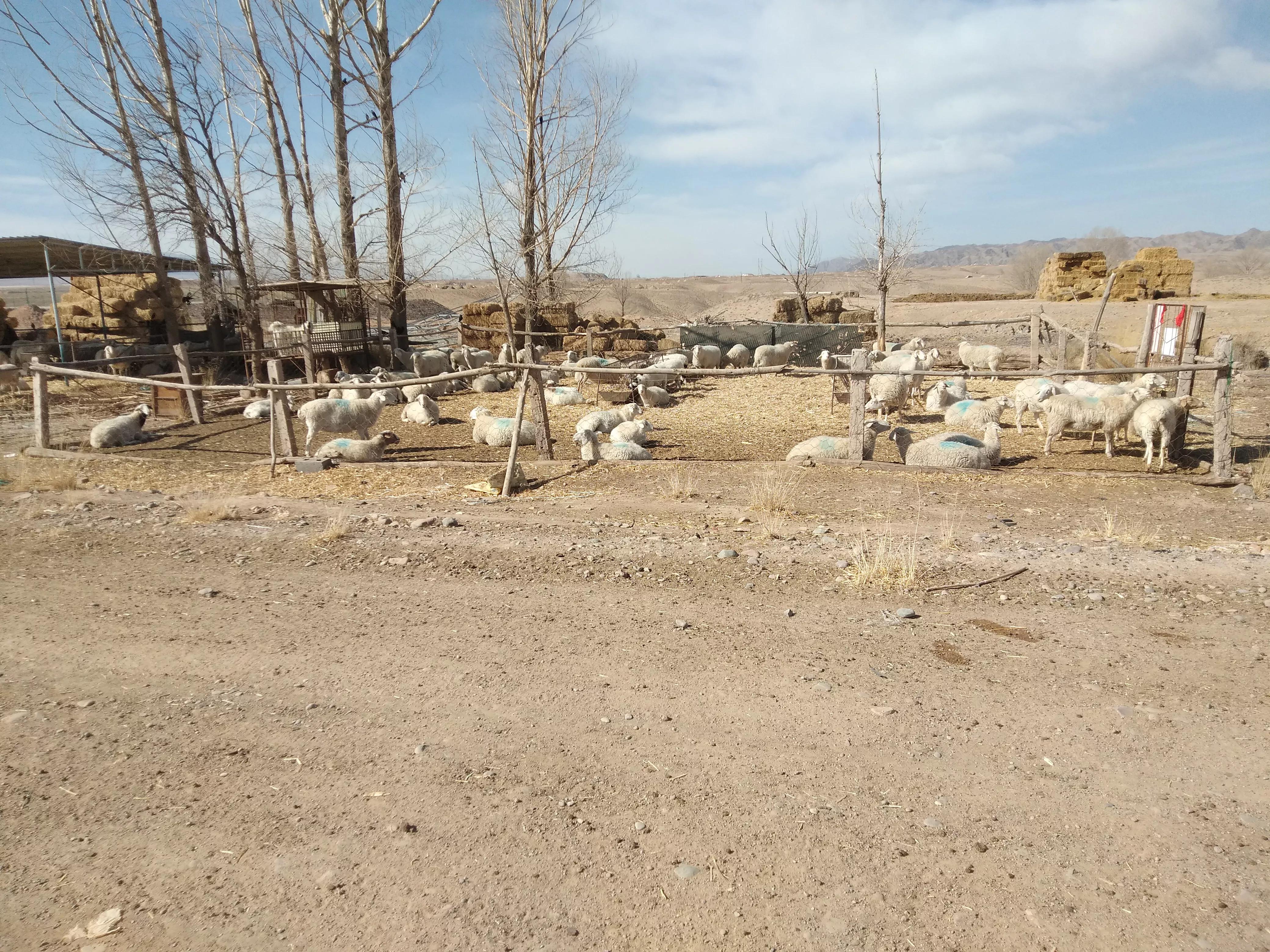 养羊怕换食怎么办,养羊换人换口和换圈什么意思