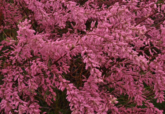 红柳滩,哭泣的红柳滩下